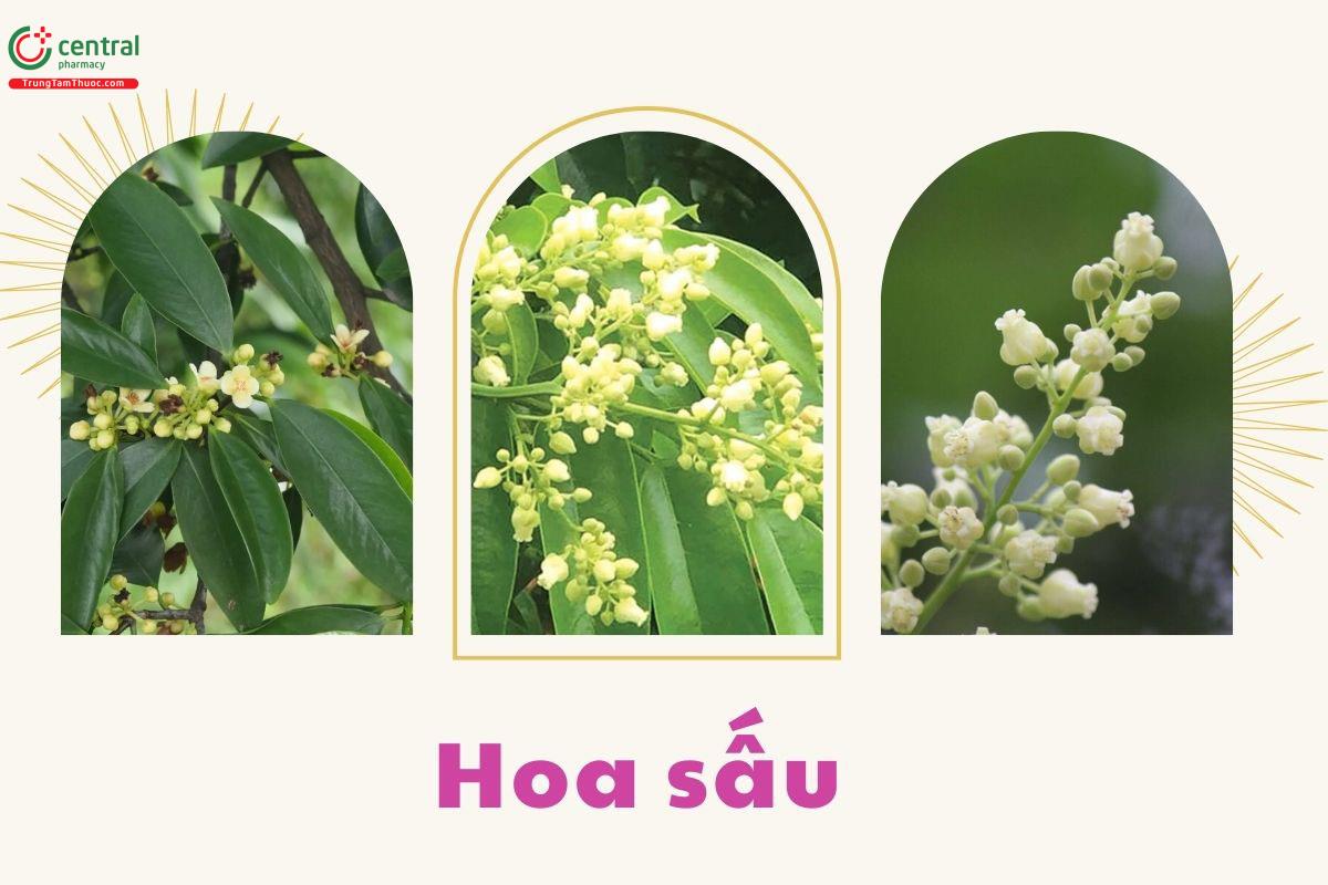 Hoa của cây Sấu