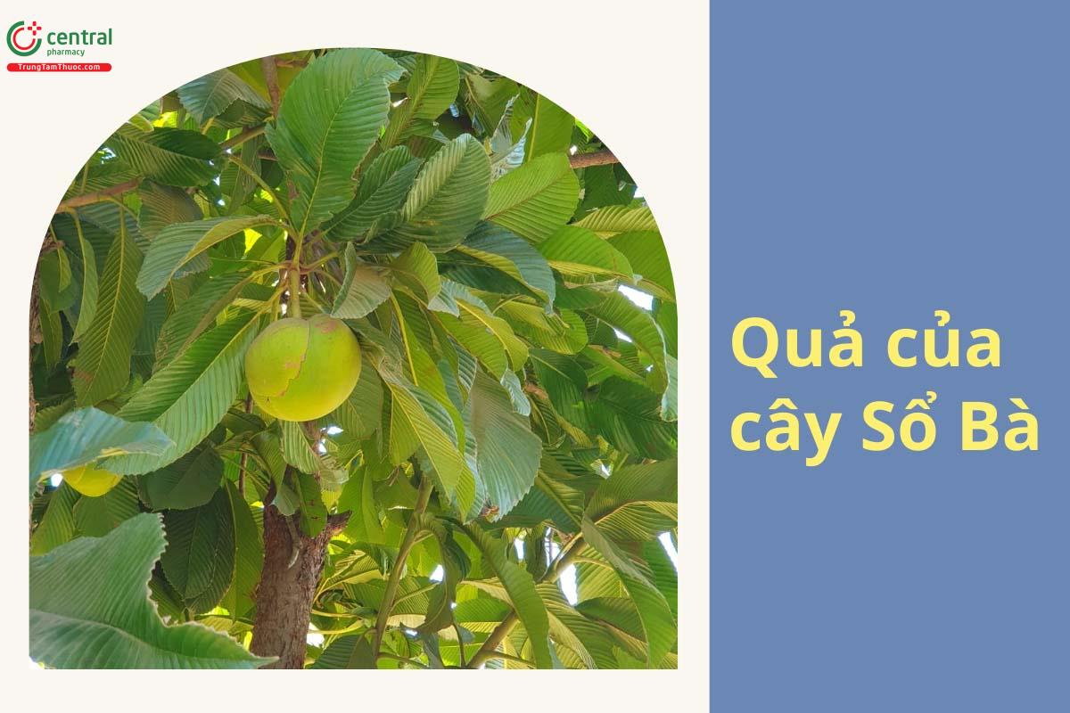 Quả của cây Sổ Bà