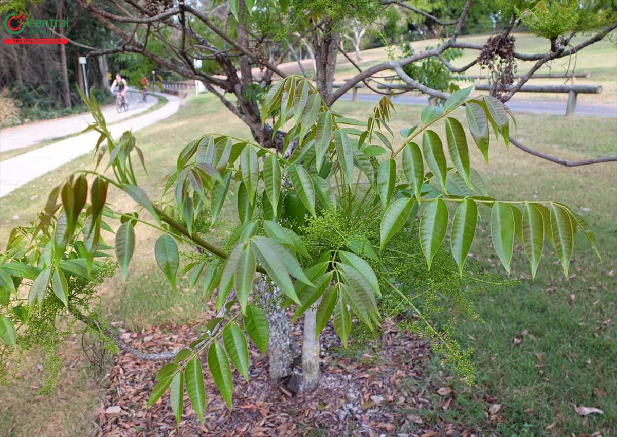 Lá cây Sơn