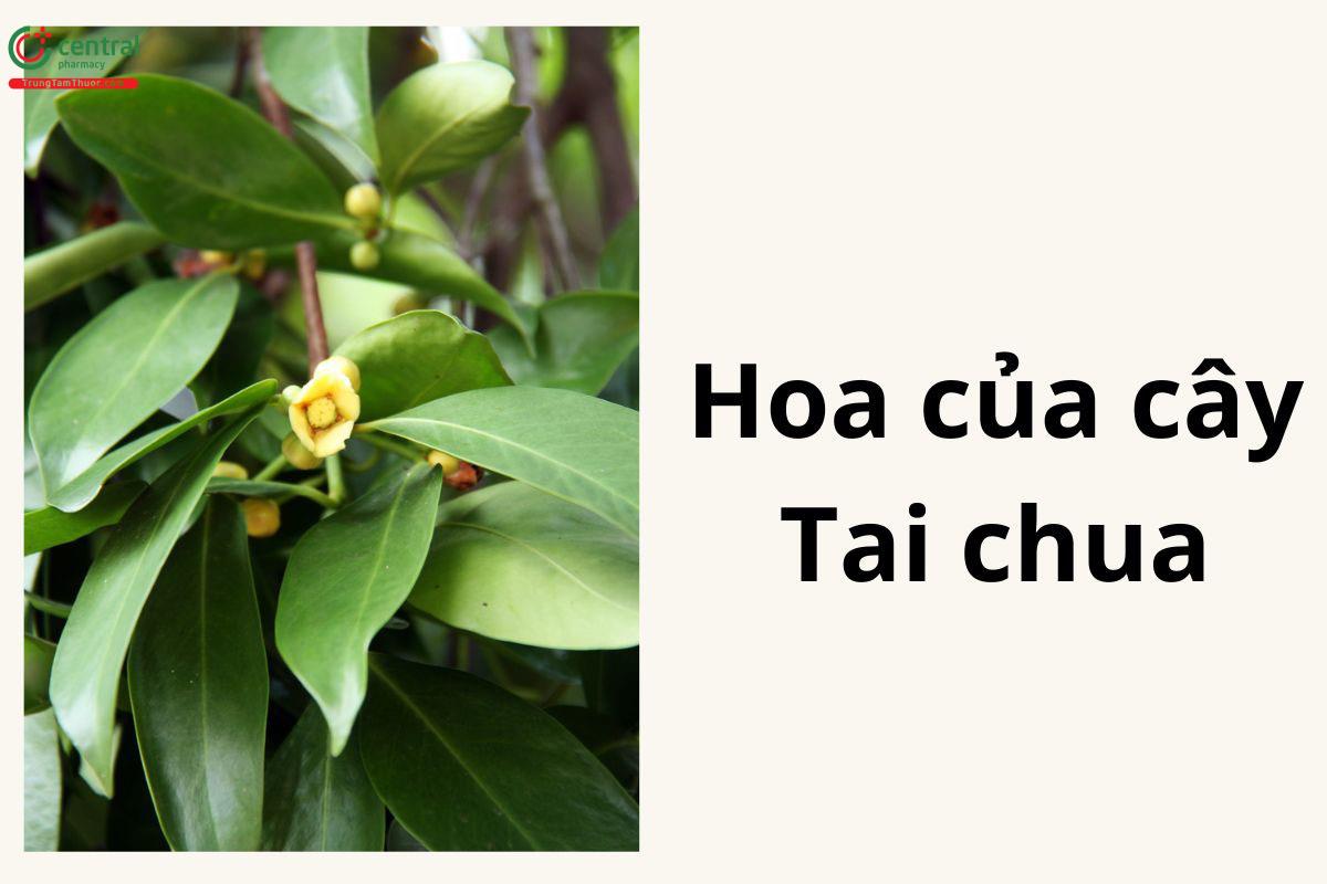 Hình ảnh hoa của cây Tai chua