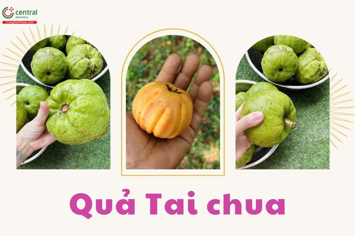 Quả Tai chua