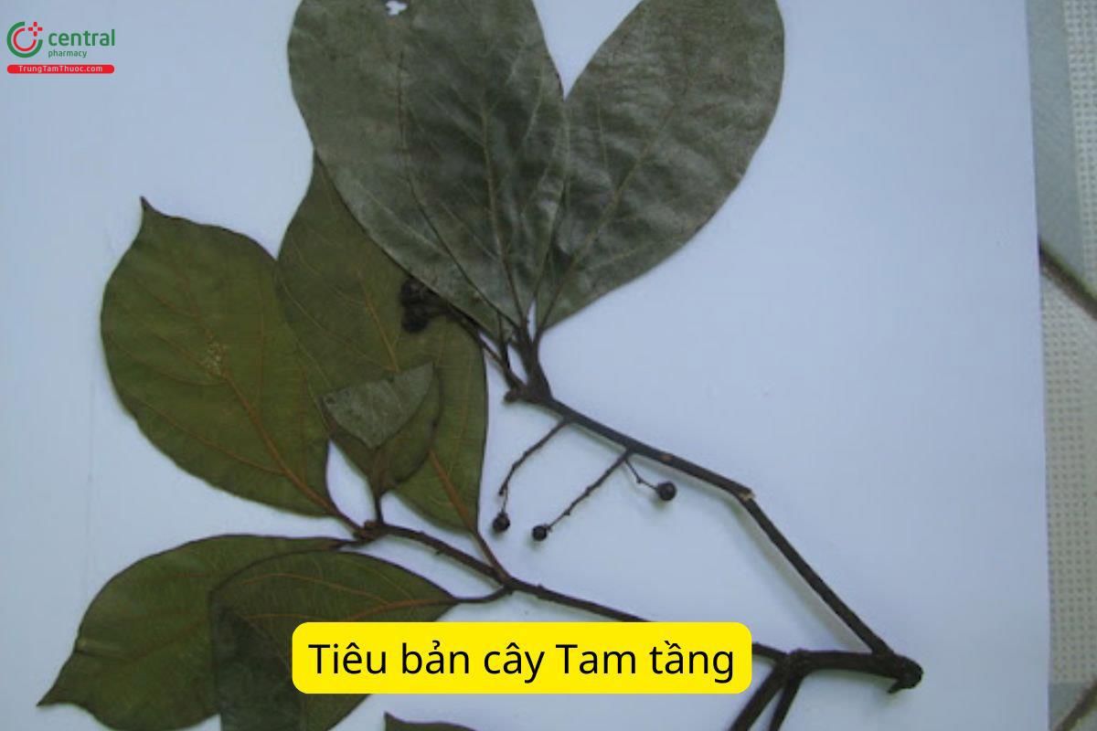 Tiêu bản cây Tam tầng