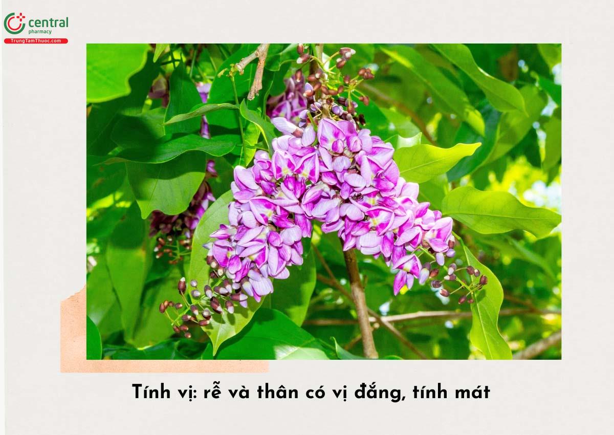 Tính vị: rễ và thân có vị đắng, tính mát