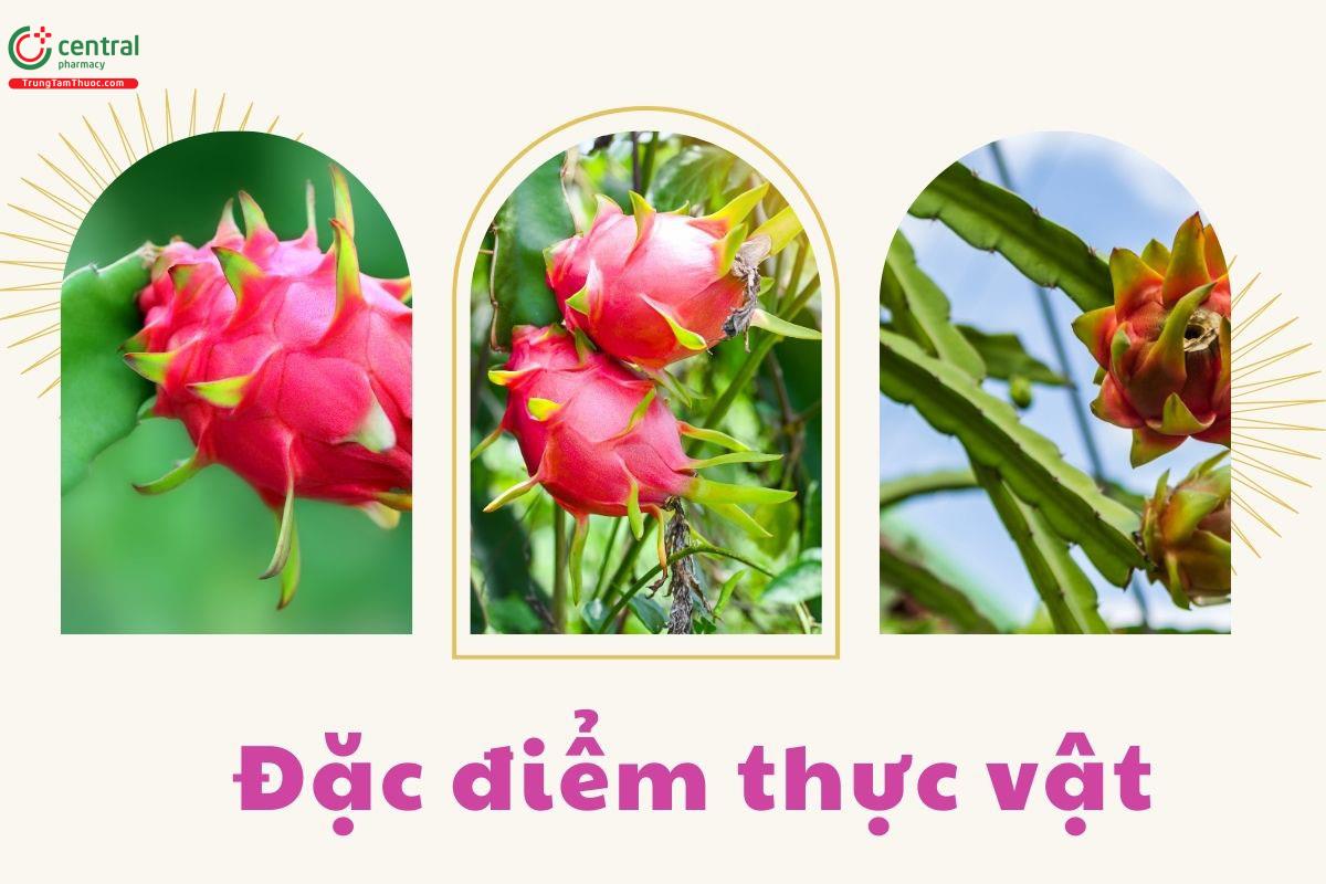 Đặc điểm thực vật