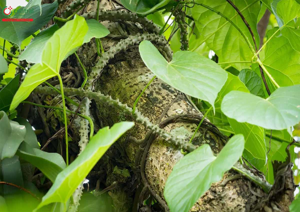 Thanh Ngưu Đởm thuộc dạng cây leo, sống lâu năm