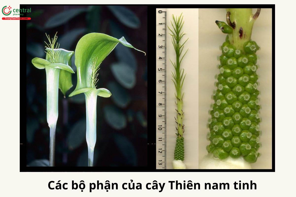 Các bộ phận của cây