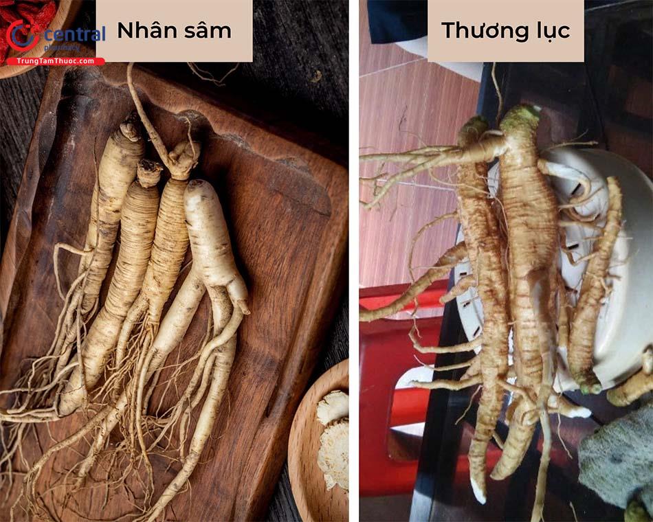 Thương lục - Vị thuốc lợi tiểu, trị đau nhức và đầy bụng hiệu quả