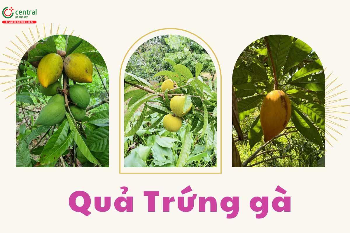 Quả của cây Trứng gà