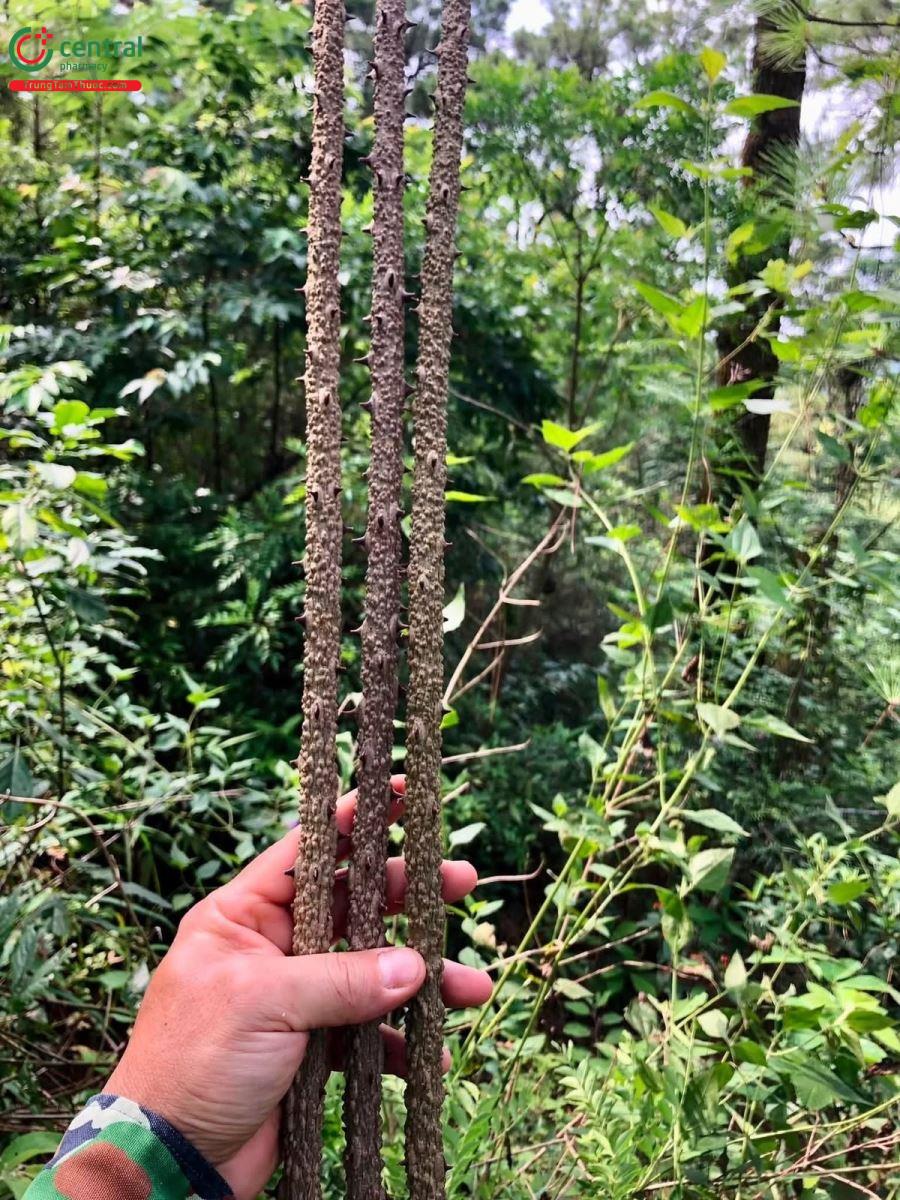 Hình ảnh thân cây Ưng bất bạc