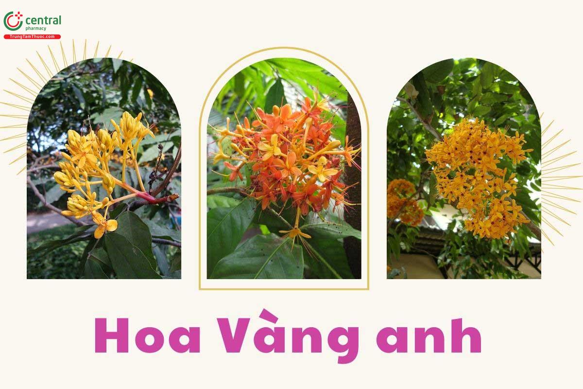 Hoa của cây Vàng anh