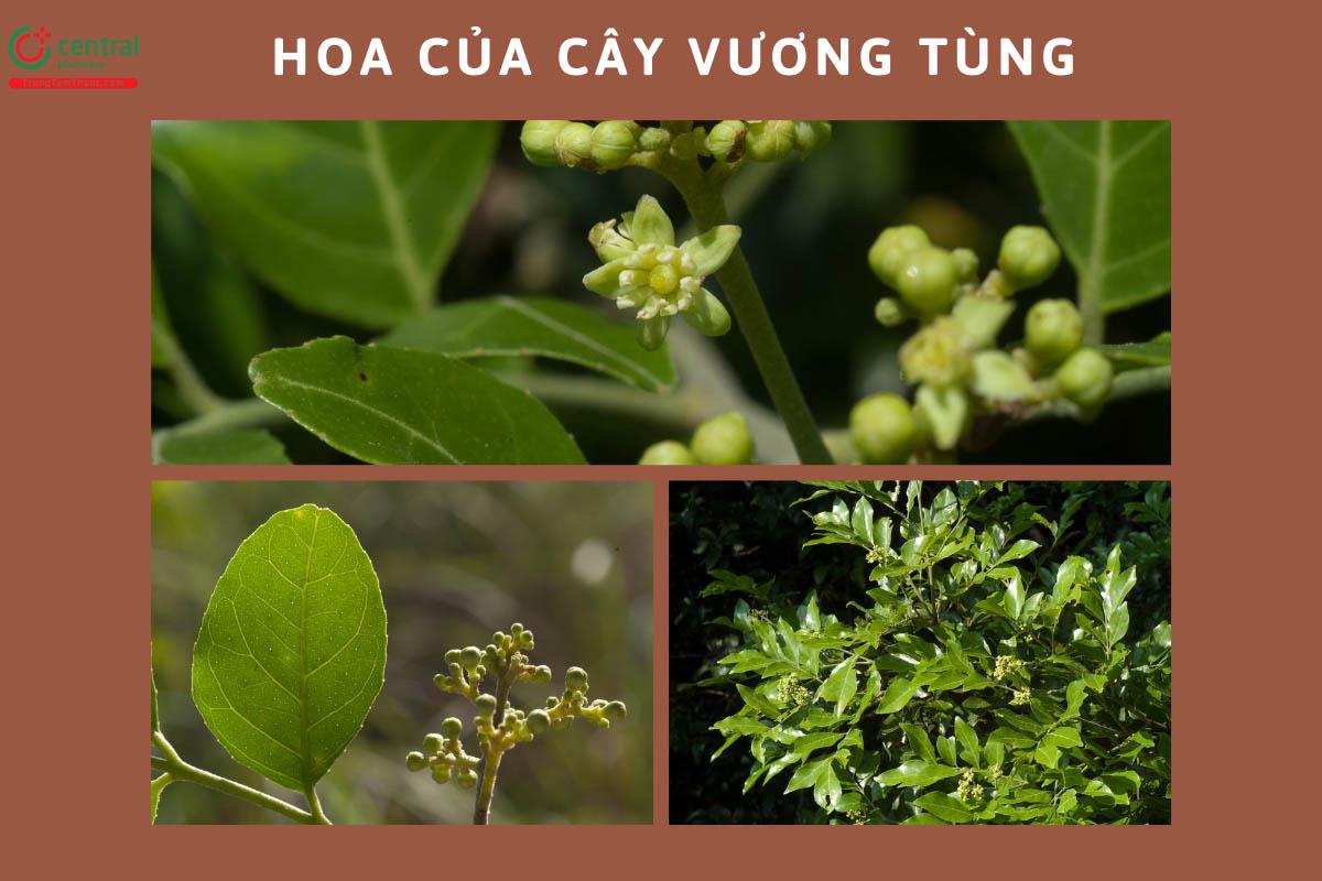 Cây Vương Tùng có tên gọi khác là cây Củ Khỉ