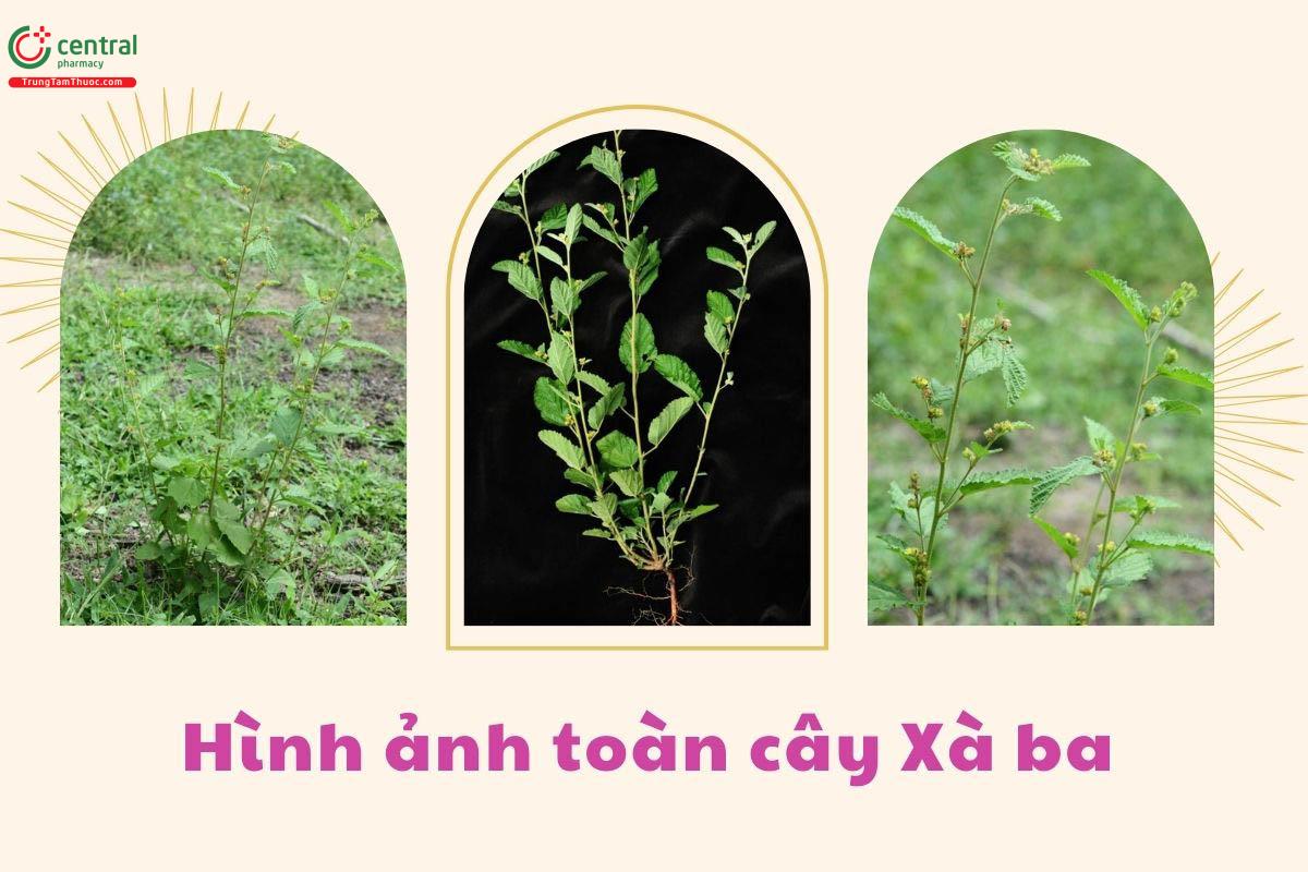 Hình ảnh cây Xà ba