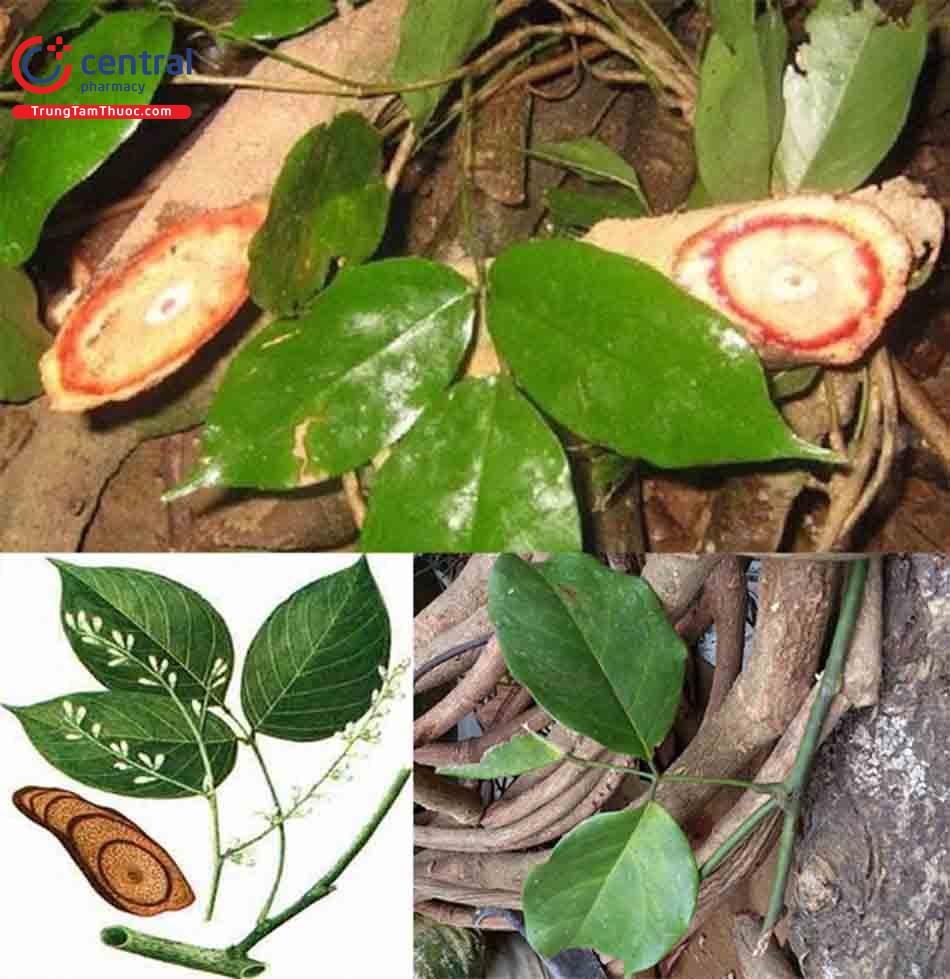 Hình ảnh cây huyết đằng