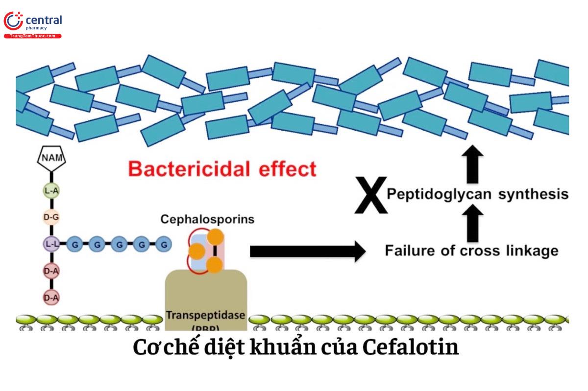Cơ chế diệt khuẩn của Cefalotin