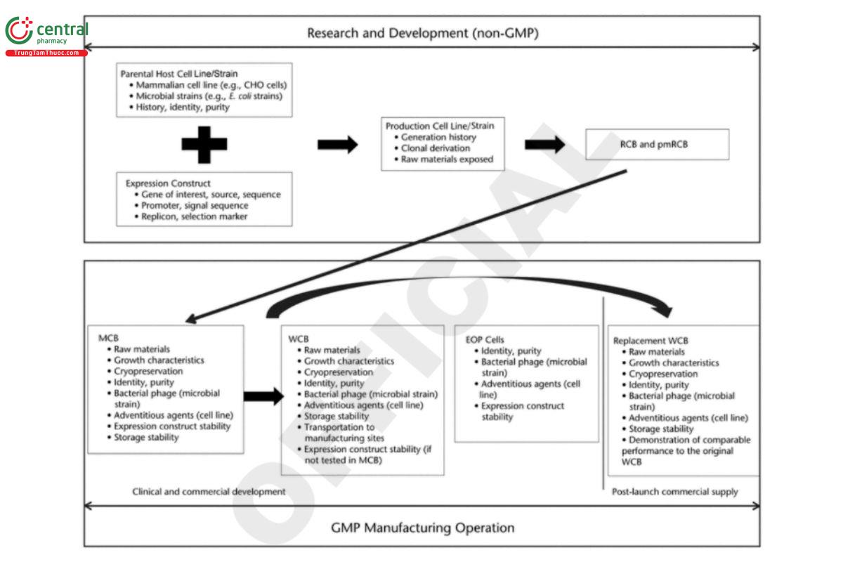 Figure 2. General processes and considerations for cell banking.