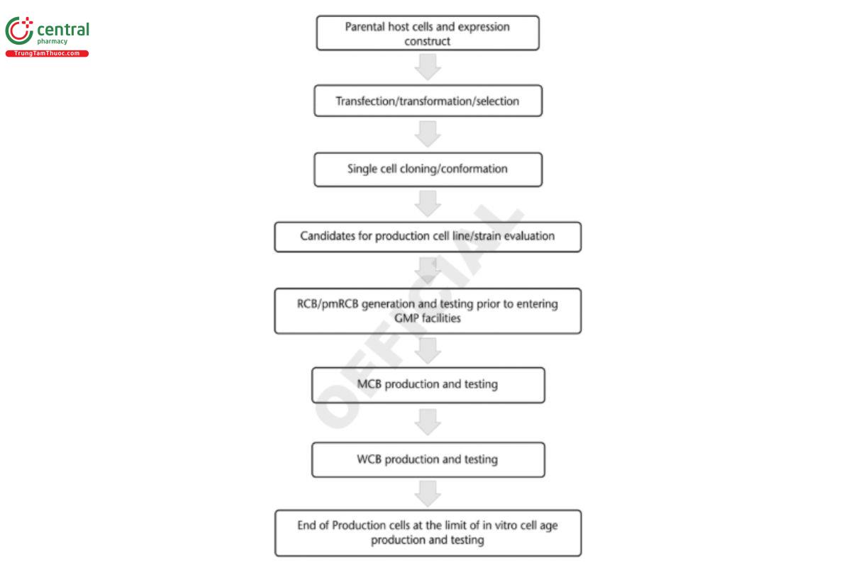 Figure 3. Cell line production flow diagram.