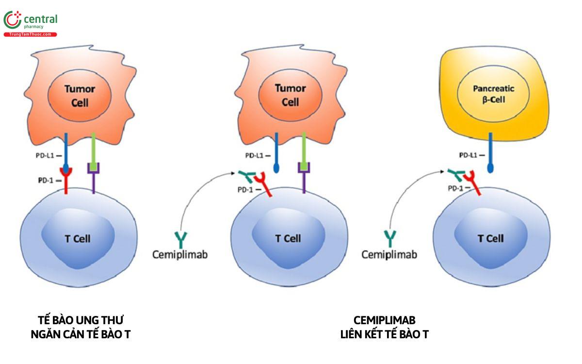 Cơ chế của Cemiplimab