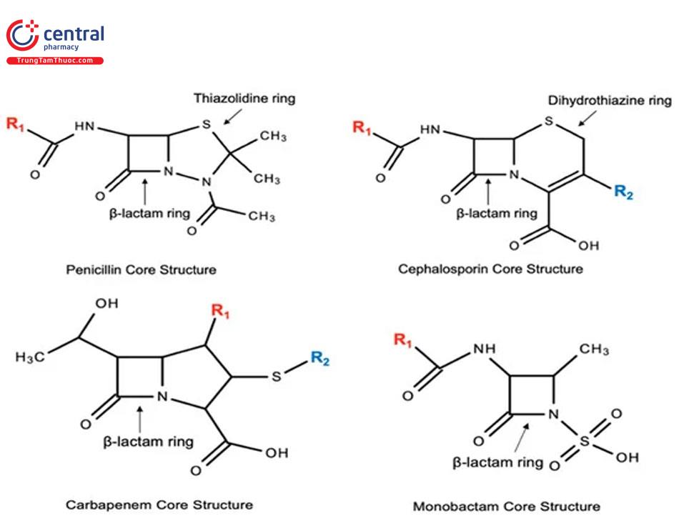 Sự tương đồng về cấu trúc giữa penicillin và cephalosporin