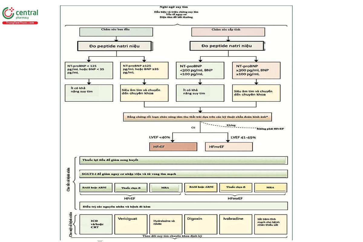 Hình 1: Cách tiếp cận thực tiễn để chẩn đoán và điều trị HFrEF và HfmrEF