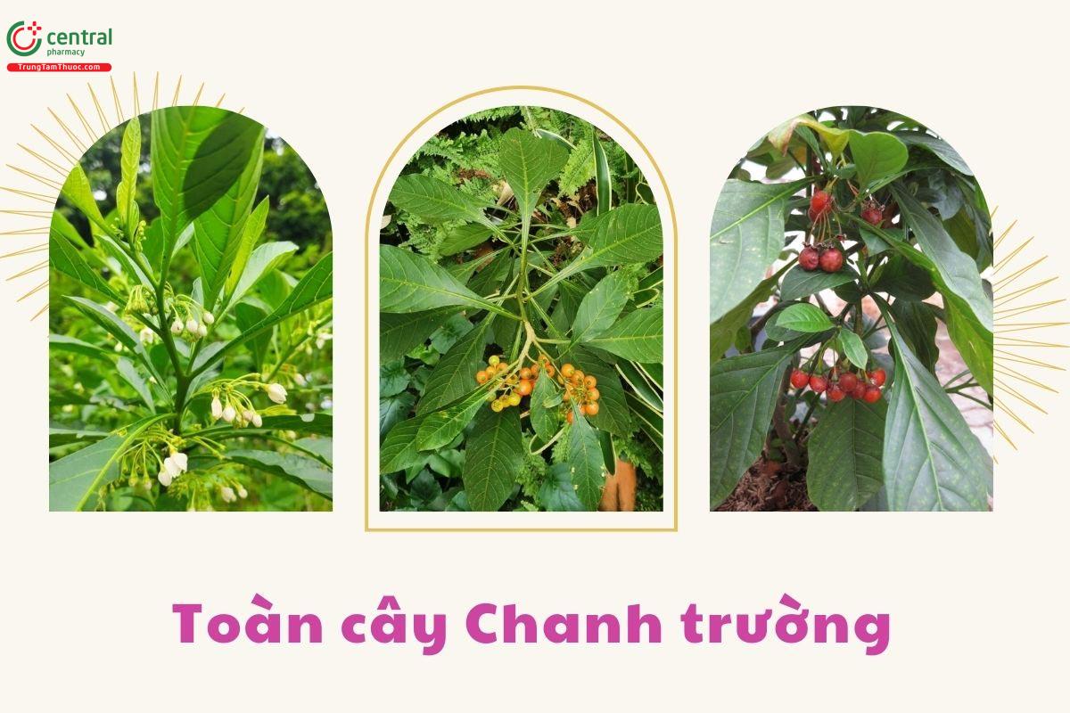 Toàn cây Chanh trường