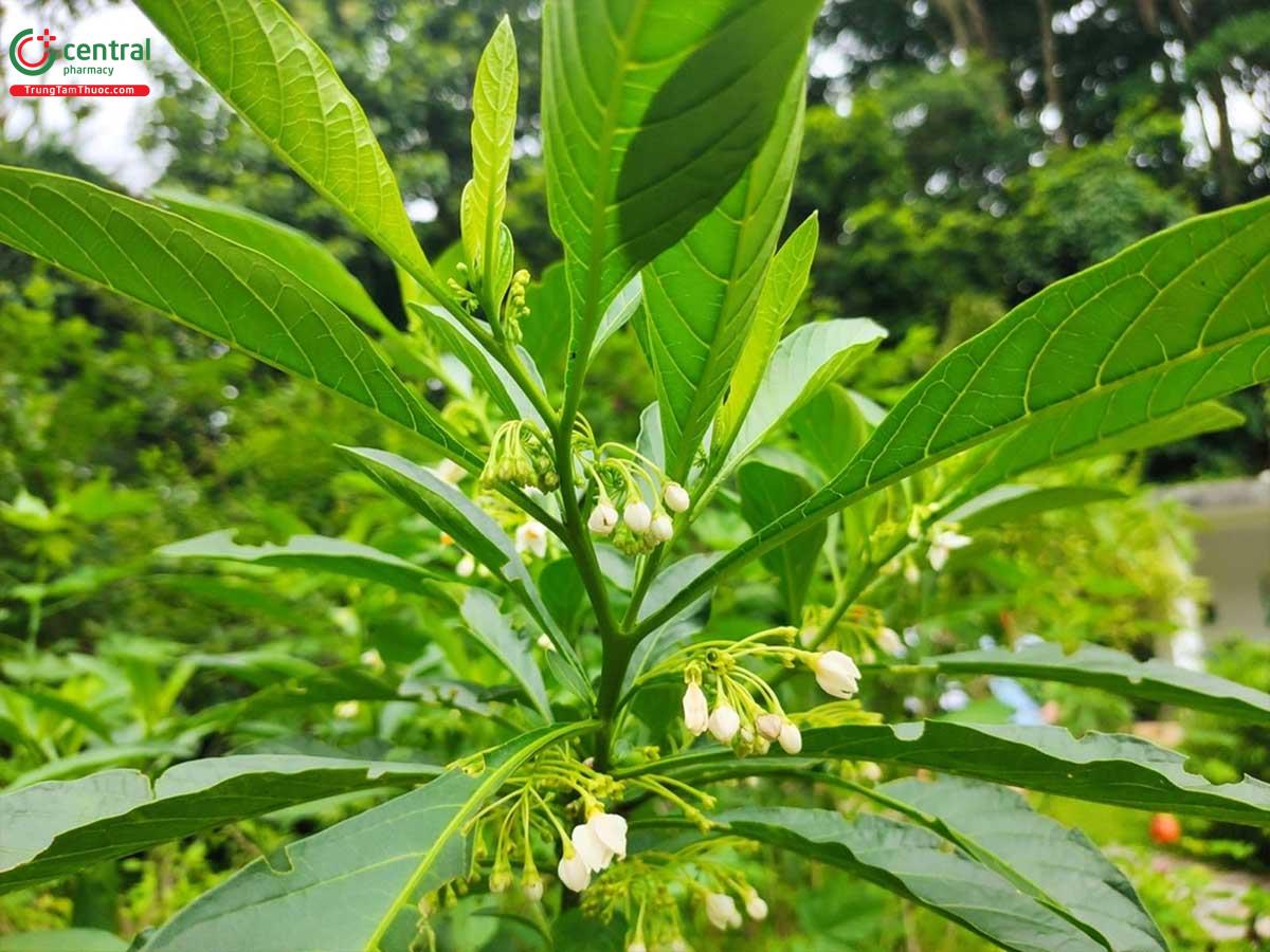 Lá của cây Chanh trường