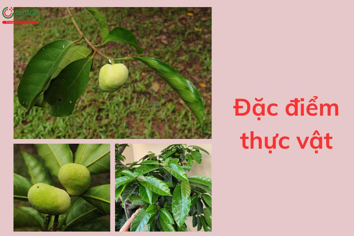 Đặc điểm thực vật