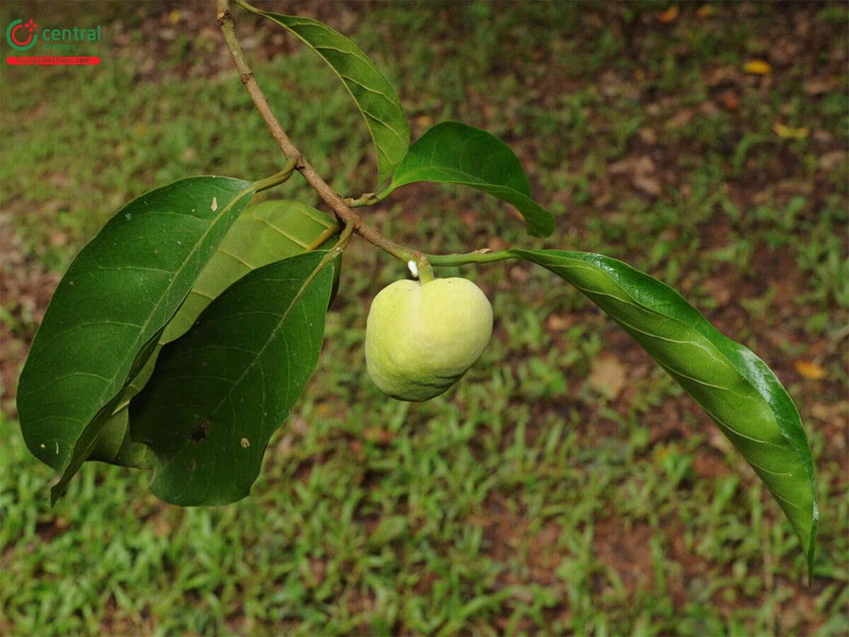 Quả của cây Chay Bắc bộ