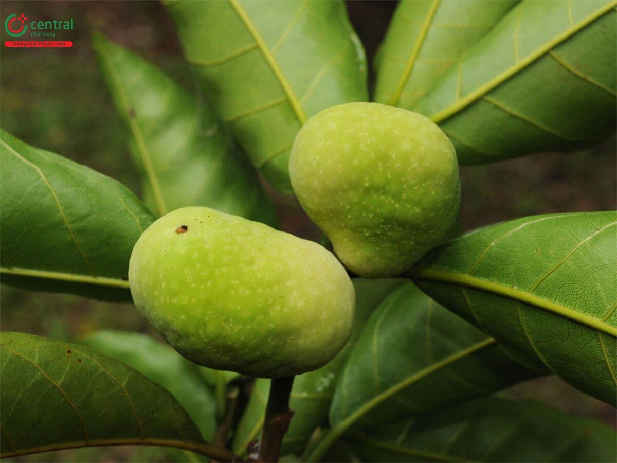 Quả của cây Chay Bắc bộ