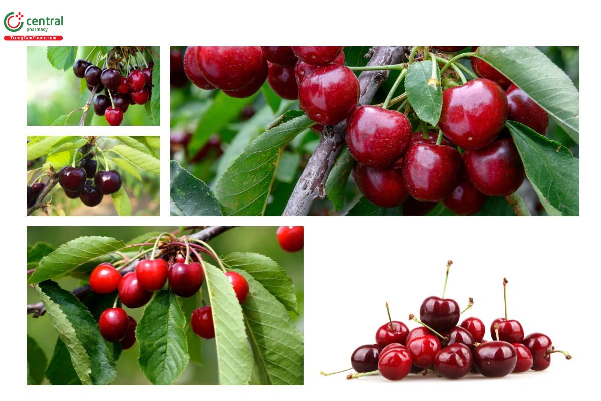 Đặc điểm thực vật của cây Cherry