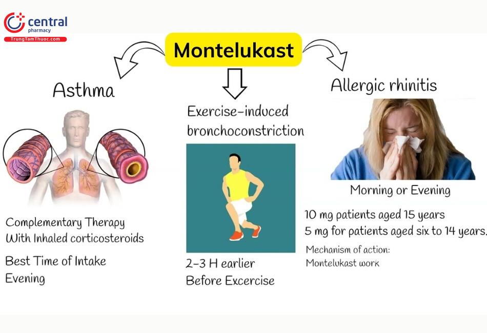Montelukast được chỉ định để dự phòng hen suyễn và làm giảm triệu chứng viêm mũi dị ứng