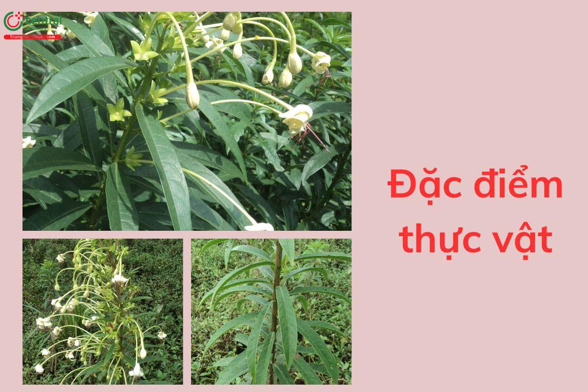 Đặc điểm thực vật