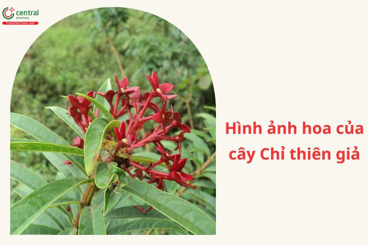 Đặc điểm phân bố