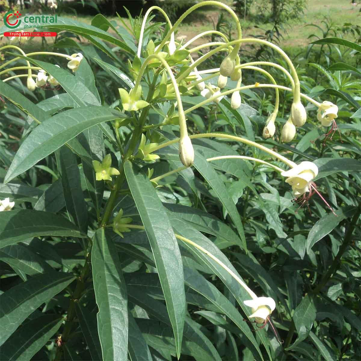 Công dụng theo Y học cổ truyền