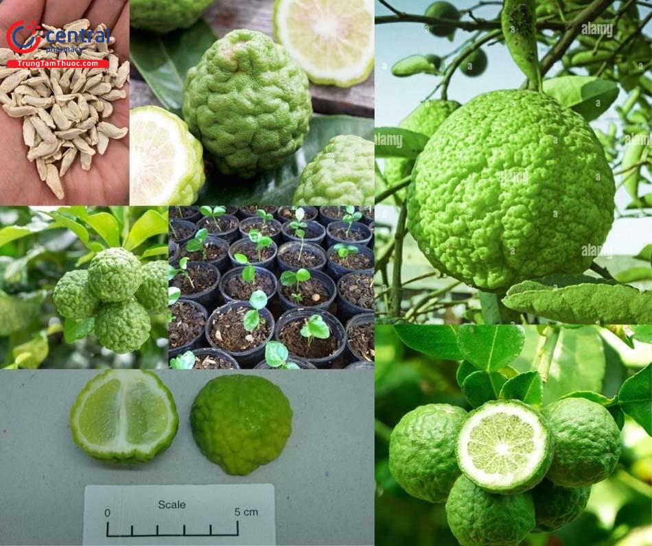 Hình ảnh Citrus hystrix DC., họ Cam - Rutaceae