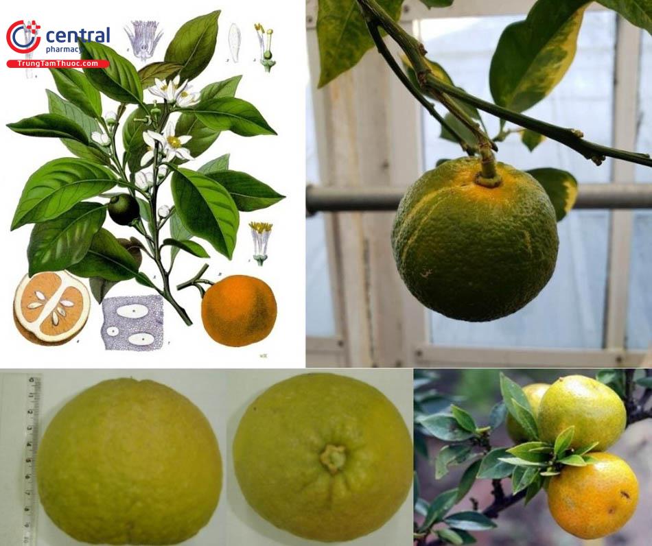 Hình ảnh Citrus aurantium L., họ cam