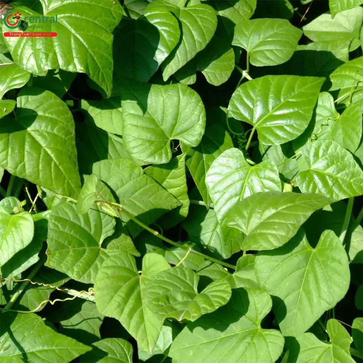 Đặc điểm thực vật