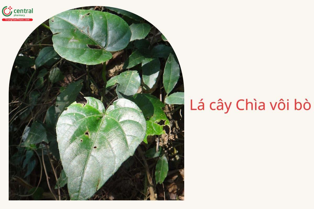 Lá cây Chìa vôi bò