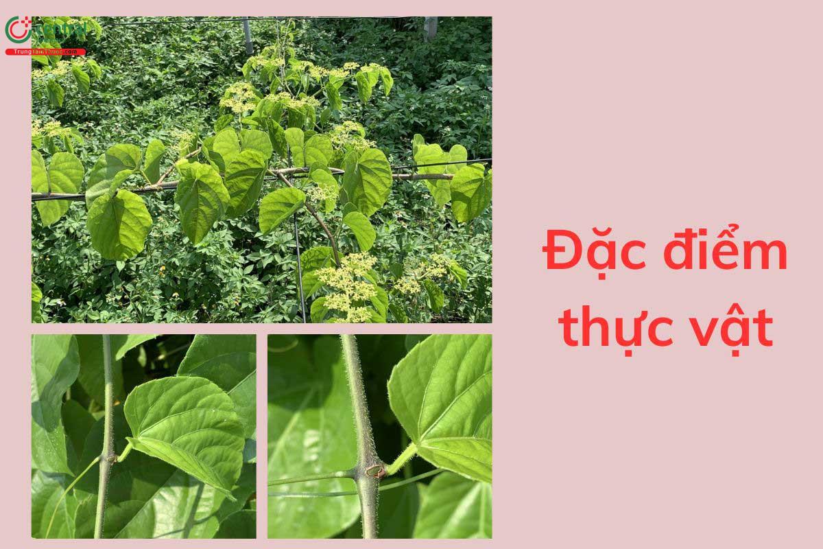 Đặc điểm thực vật