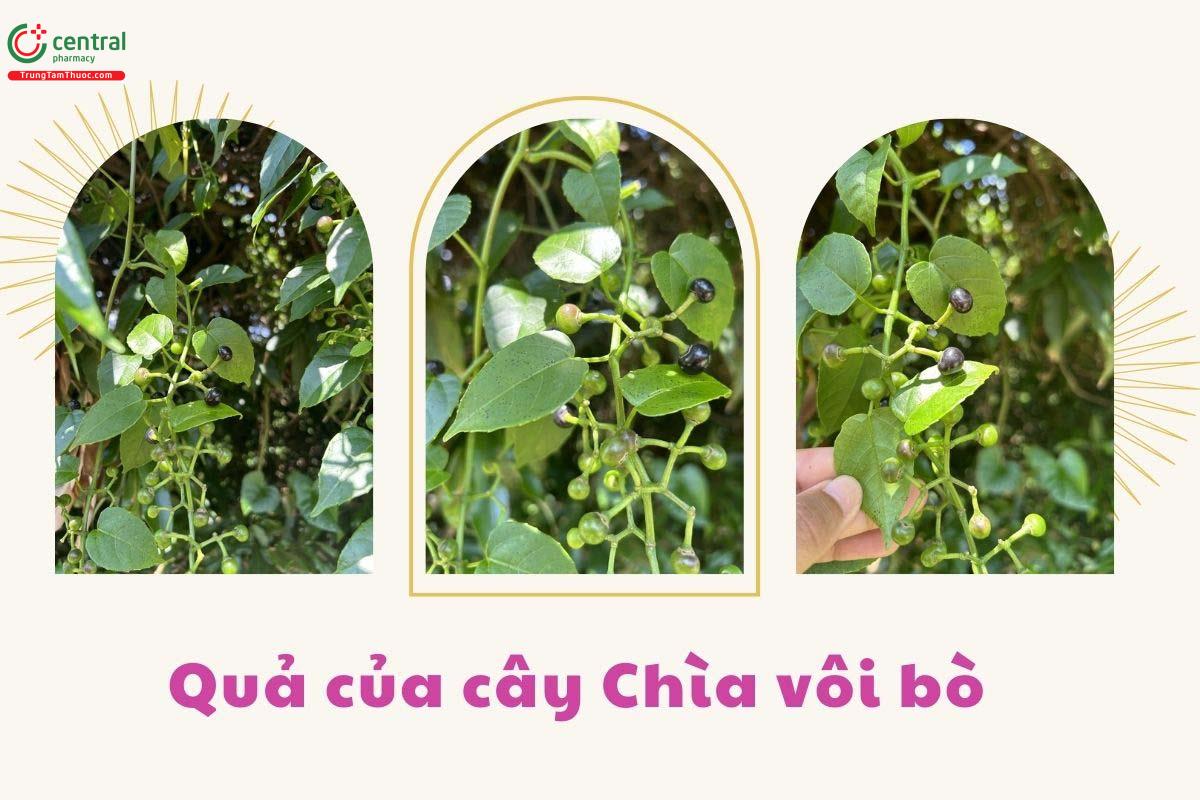 Quả của cây Chìa vôi bò