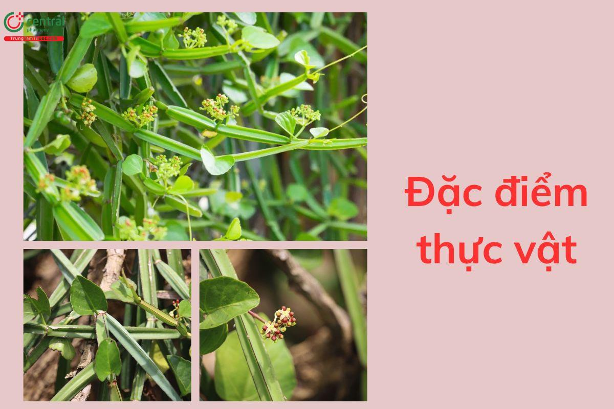 Đặc điểm thực vật