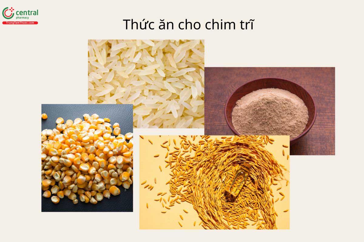 Thức ăn cho chim trĩ