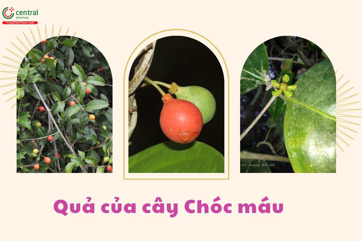 Quả của cây Chóc máu