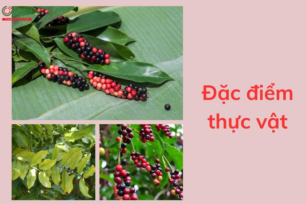 Đặc điểm thực vật