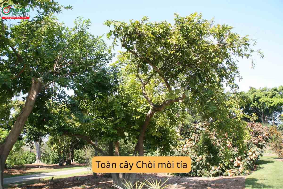 Toàn cây Chòi mòi tía
