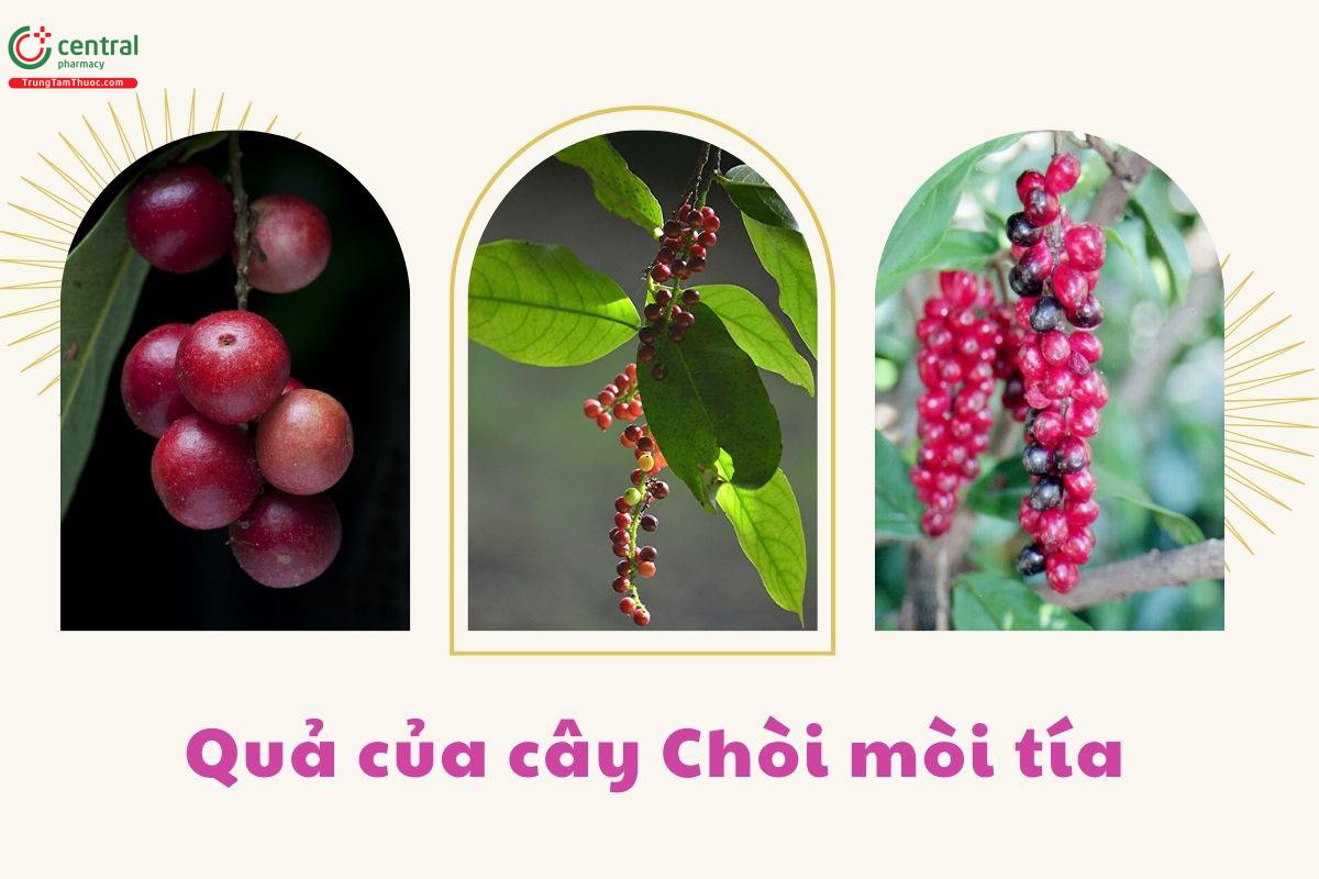 Quả của cây Chòi mòi tía