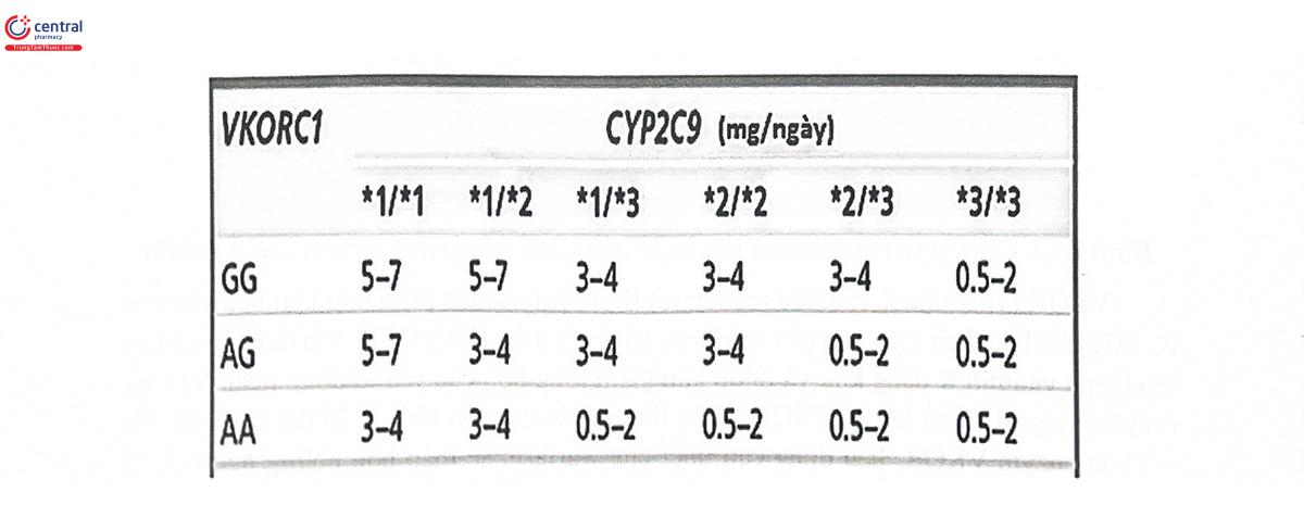 Hình 10.3. Khuyến cáo chọn liều theo kiểu gen CYP2C9 và VKORC1 trên tờ hướng dẫn sử dụng warfarin theo quy định của FDA