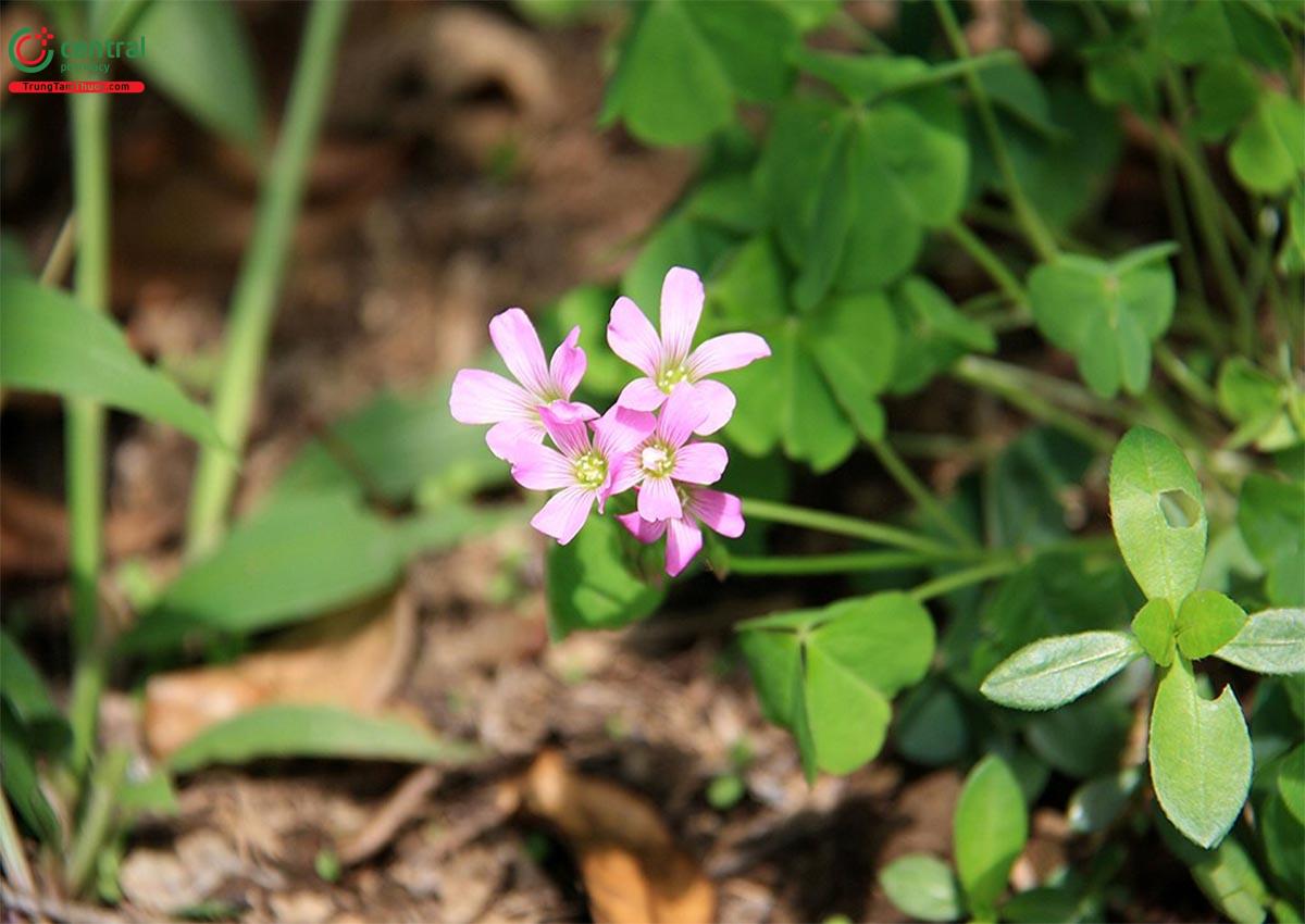 Hình ảnh cụm hoa