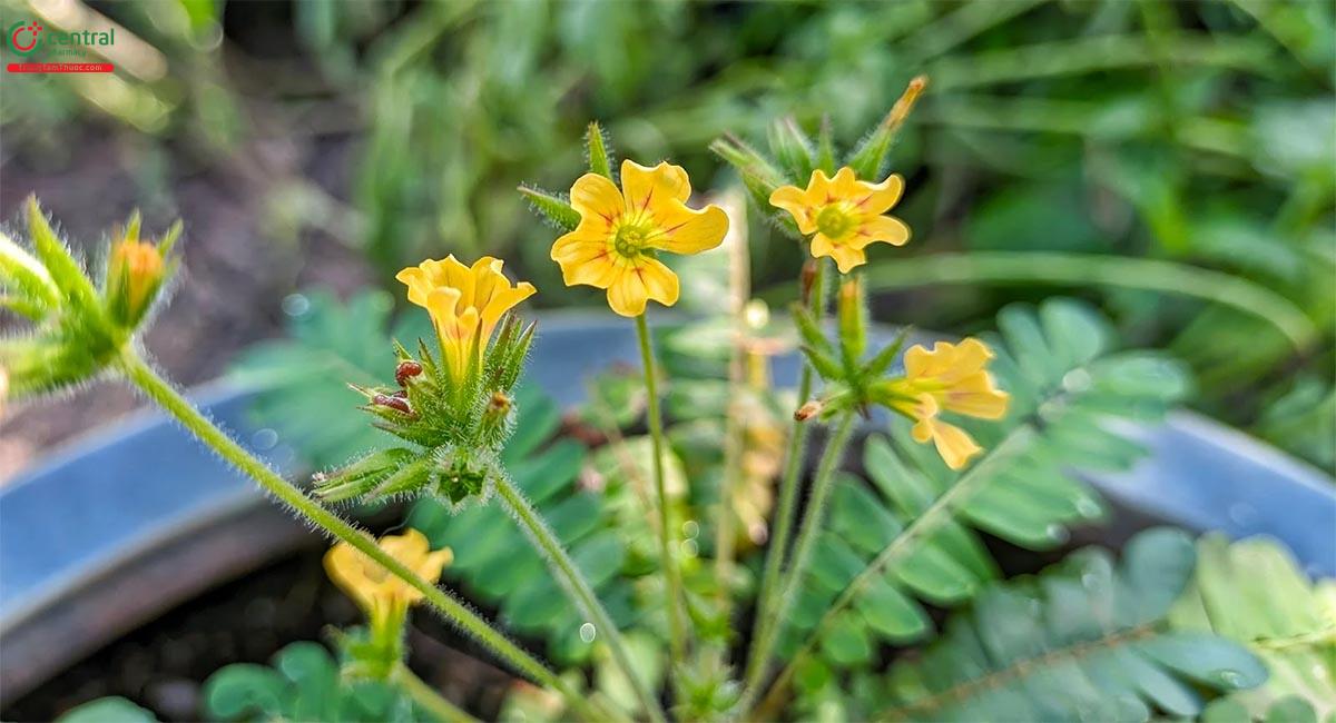 Hình ảnh hoa của cây Chua me lá me