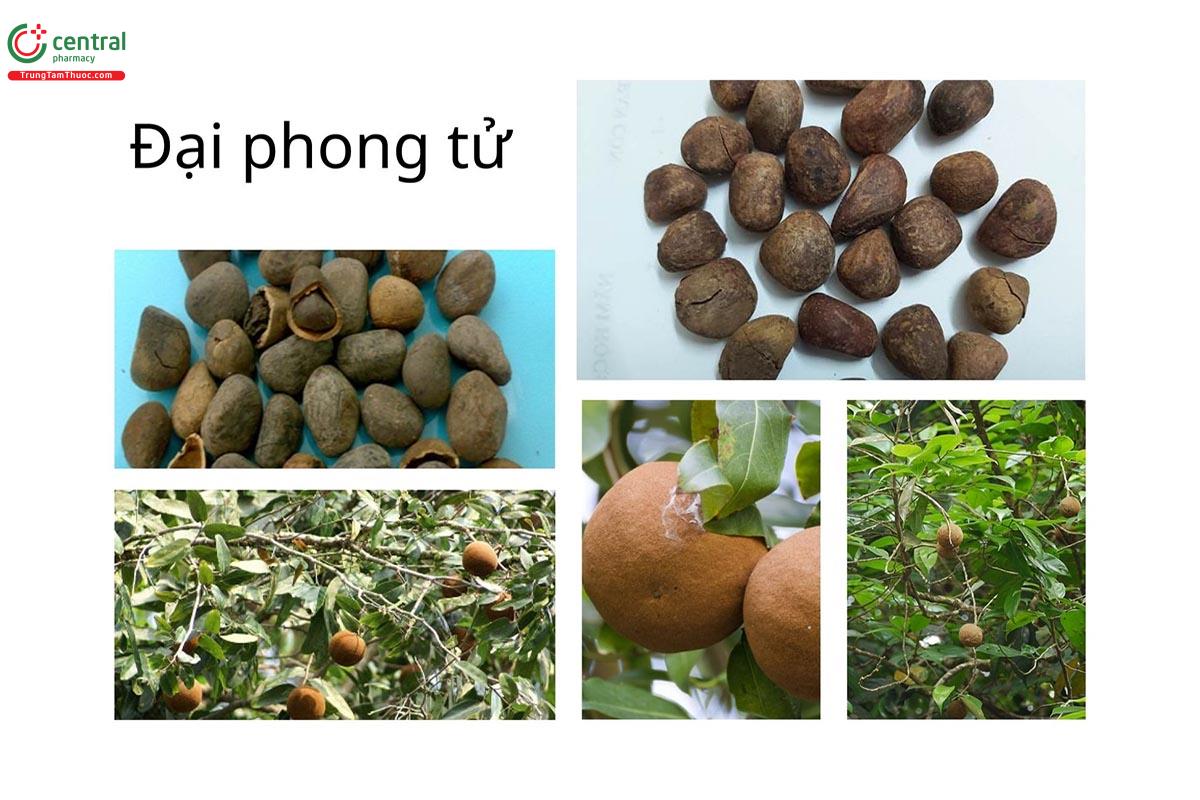 Đặc điểm thực vật