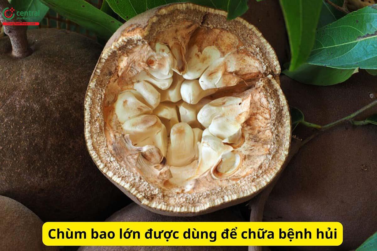 Đại phong tử dùng để chữa bệnh hủi